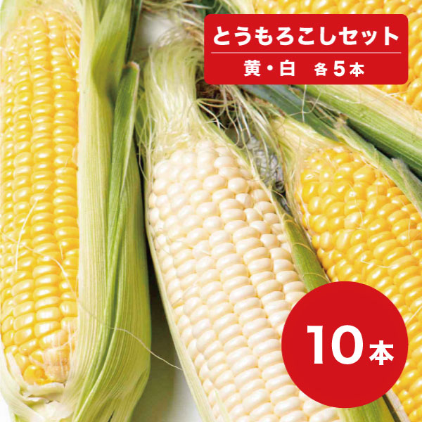 【送料無料】【9月19日までの予約販売】【8月下旬〜9月中旬頃発送】黄色 ・ 白色セット 10本 各5本 とうもろこし おおもの 雪の妖精 北海道 産直 同梱不可