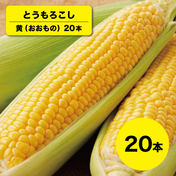 【送料無料】【9月19日までの予約販売】【8月下旬〜9月中旬頃発送】黄色 とうもろこし 20本 おおもの 北海道 産直 同梱不可