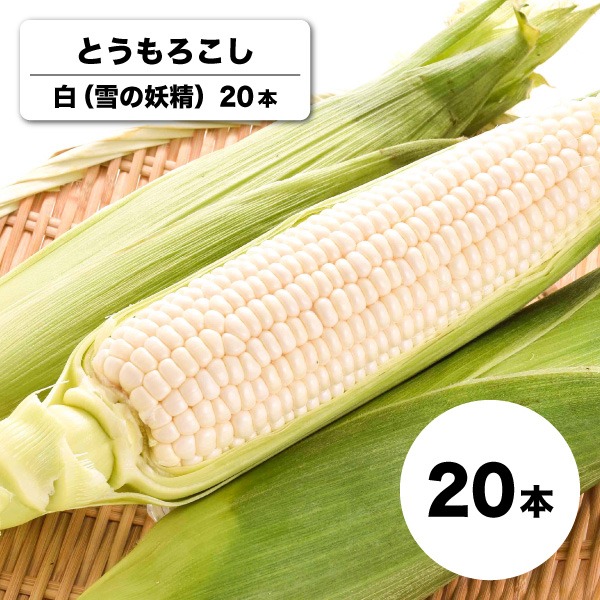 【送料無料】【9月19日までの予約販売】【8月下旬〜9月中旬頃発送】白とうもろこし 雪の妖精 20本 北海道 産直 同梱不可